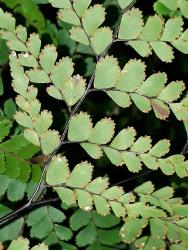 Adiantum formosum. Abaxial surface of fertile frond with mature “indusia” on the acroscopic and distal margins of the lamina segments.
 Image: L.R. Perrie © Leon Perrie CC BY-NC 3.0 NZ